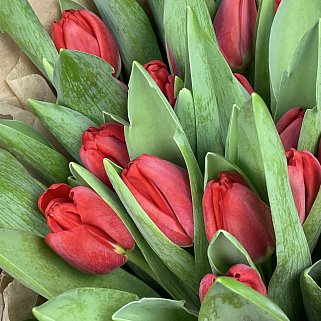 Букет из 51 красного тюльпана