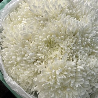 Букет из 15 белых хризантем