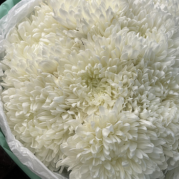 Букет из 15 белых хризантем