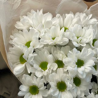 Букет из 5 белых кустовых хризантем Bacardi