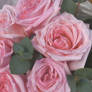 Букет пионовидных роз Pink O'Hara и эвкалипта XS