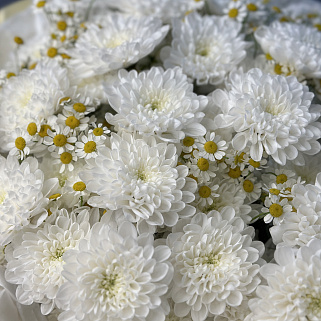 Дуо-букет хризантем Baltica и матрикарии L