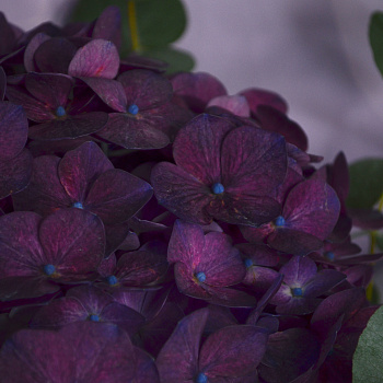 Букет фиолетовой гортензии