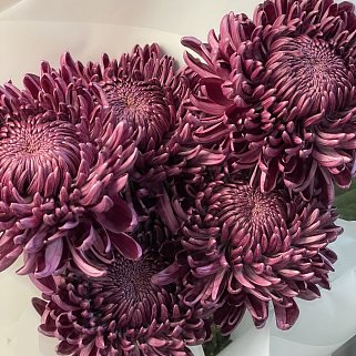 Букет из 5 хризантем Bigoudi