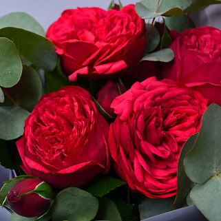 Букет пионовидных роз Red Piano и эвкалипта S
