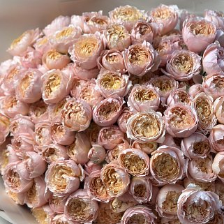 Букет из 51 кустовой пионовидной розы Juliet