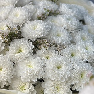 Букет из 9 хризантем Baltica и ваксфлауэра