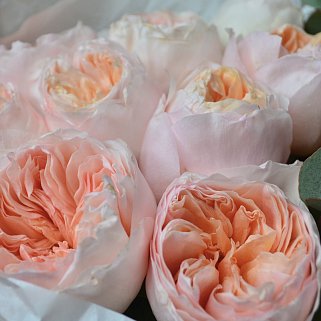 Букет пионовидных роз Juliet и эвкалипта М