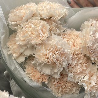 Букет из 15 персиковых гвоздик