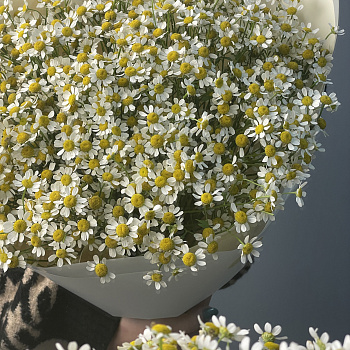 Букет ромашек L