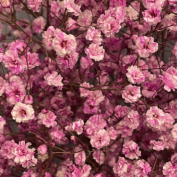 Букет из 11 веточек розовой гипсофилы